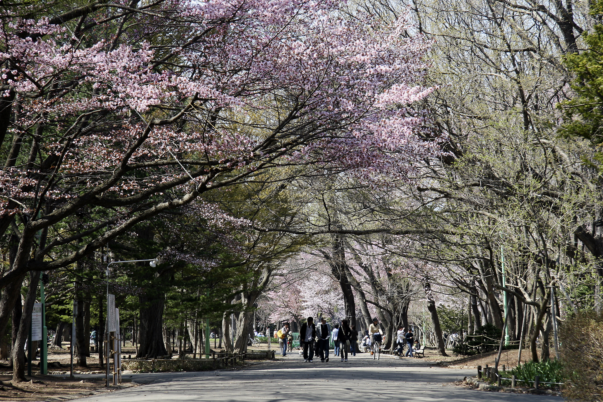 円山公園①